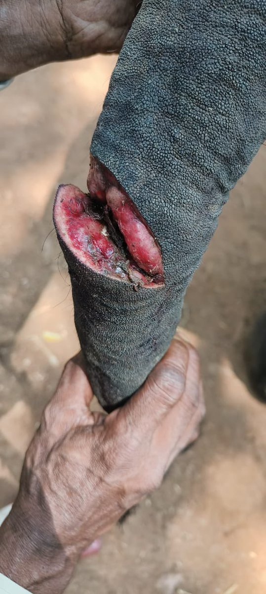 A mammoth mistake! A fight between a #mahout (caretaker) and #kavadi (assistant) proved costly for a #pregnant #elephant. The angry kavadi cut the elephant’s tail to teach the mahout a lesson @ #Sakrebyle camp in #Karnataka. @ParveenKaswan @TOIBengaluru @PetaIndia