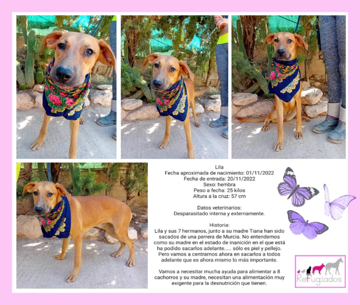 Lila
facebook.com/media/set/?set…