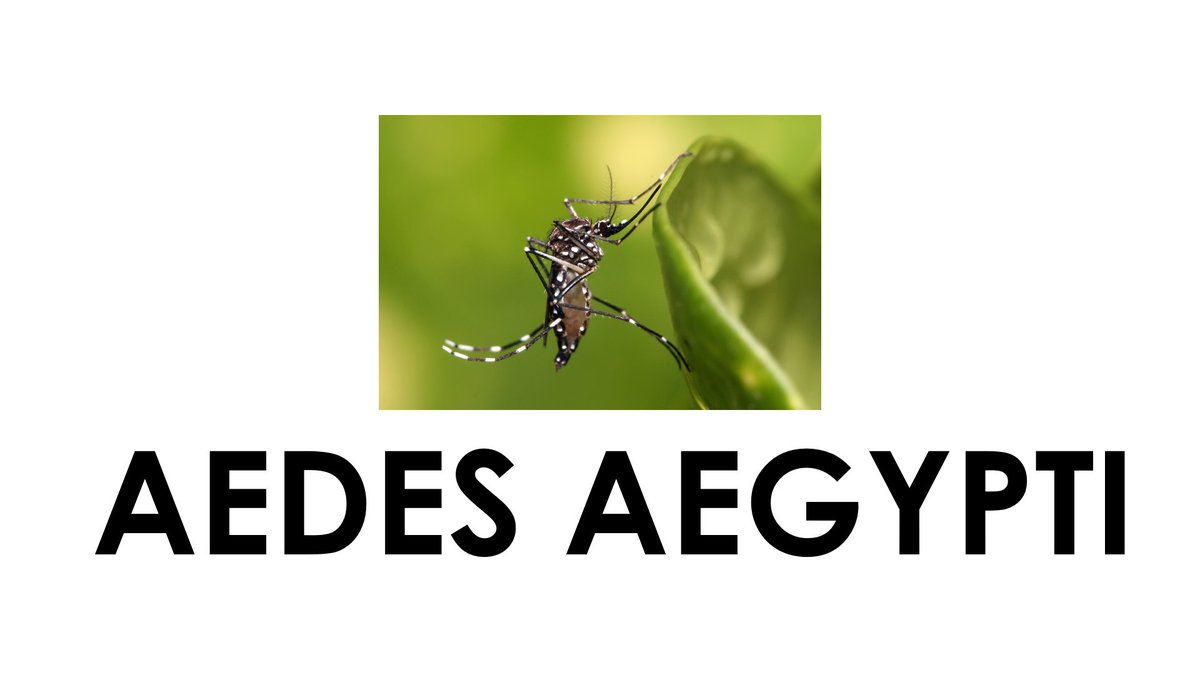 bliblidotcom's tweet photo. Reply dgn tulis AEDES AEGYPTI sambil merem! (Jgn curang)

#TebakKataWkwk 🦟 https://t.co/P8mcTB8ZXH