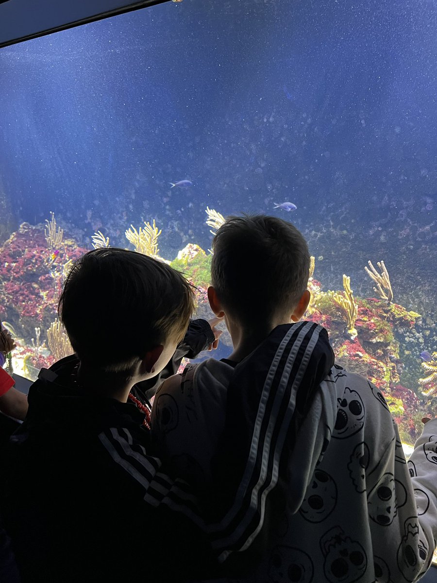 Tatiana39871052's tweet image. What a wonderful opportunity for #placebasedlearning!
Thank you ℕℂ 𝔽𝕠𝕣𝕥 𝔽𝕚𝕤𝕙𝕖𝕣 𝔸𝕢𝕦𝕒𝕣𝕚𝕦𝕞 for having us!🪼🐠🐋🦑🐡
We❤️Field Trips! @ParticipateLrng #UnitingOurWorld @frannie_varker