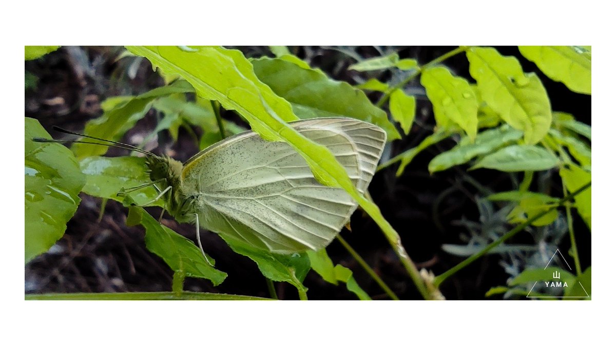 Puglia Insects •Pieris brassicae #Pieris #Pierisbrassicae #Butterfly #Wisteria #Apulia ...