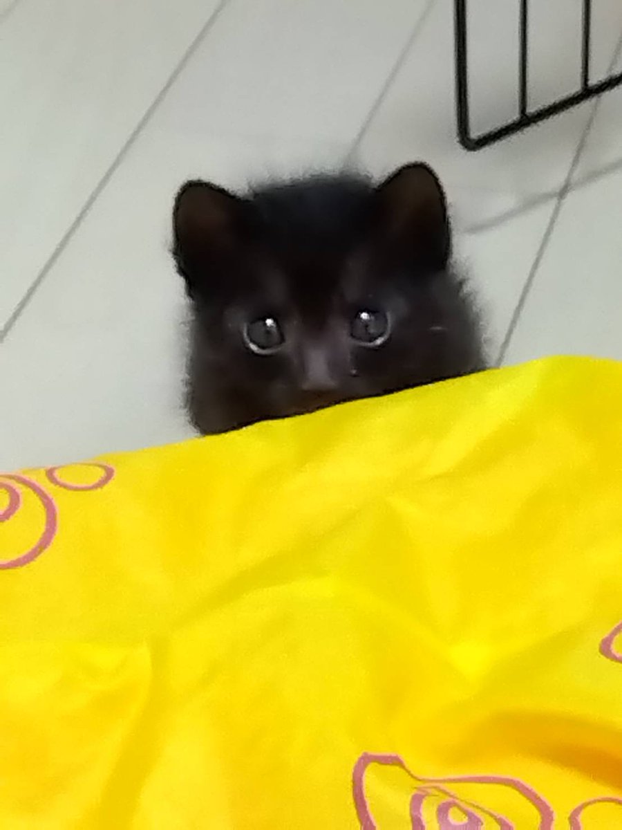 taiheihayashiya's tweet image. もぐちゃん！生後一ヶ月過ぎの男の子です。ひとりで草むらにいるところを保護されました。トイレ一人で猫砂に出来ます。いま私の友達の家で保護しています。新しく家族に迎え入れてくださる方がいたら嬉しいです。ご連絡お待ちいたしております。jspca1948@gmail.com