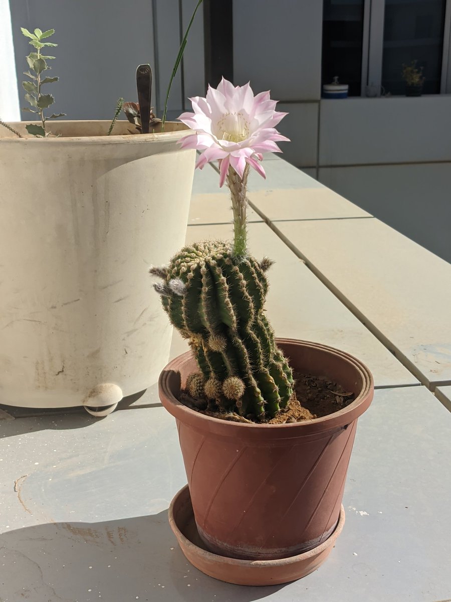 Amidst the prickly exterior, cactus flowers reveal the most delicate beauty