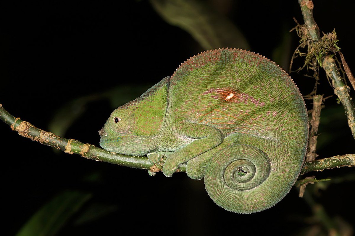 Parson's Chameleon (Calumma Parsonii Cristifer)