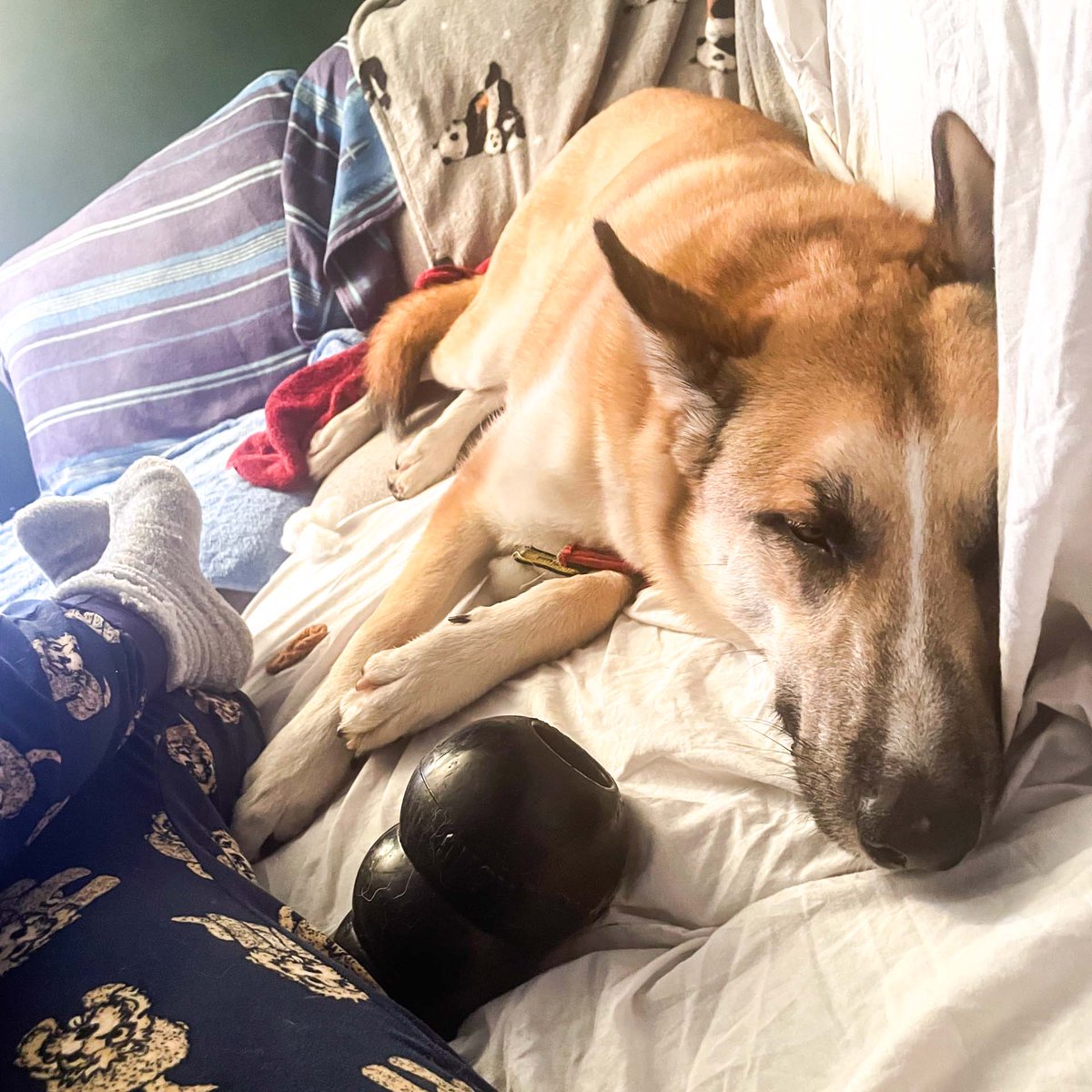 DT_MANCHESTER's tweet photo. Koda!!! ππ
This awesome dude recently had an overnight stay with one of his handlers which he enjoyed very much! π€ͺπ
#KodaForTheWin #HuskyCross #HomeTrial #DogSuccess #RescueDog #HomeVisit #AdventureBuddy #AdventureDog #DTManchester #DogsTrustManchester #AdoptDontShop https://t.co/Btkgsng3ax