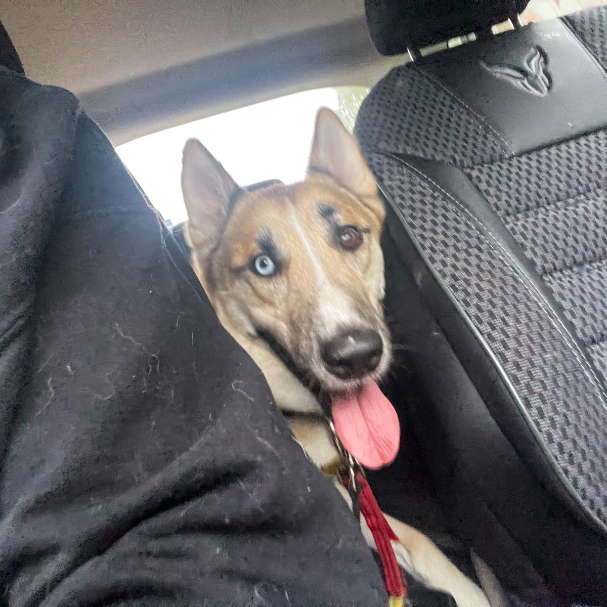 DT_MANCHESTER's tweet photo. Koda!!! ππ
This awesome dude recently had an overnight stay with one of his handlers which he enjoyed very much! π€ͺπ
#KodaForTheWin #HuskyCross #HomeTrial #DogSuccess #RescueDog #HomeVisit #AdventureBuddy #AdventureDog #DTManchester #DogsTrustManchester #AdoptDontShop https://t.co/Btkgsng3ax