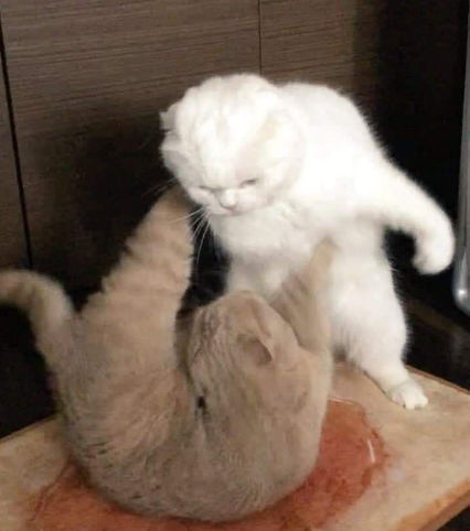 Cat.eth tweet media