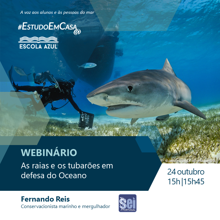DG_Educ's tweet photo. O 3.º ciclo de webinários "Em Defesa do Oceano" volta no dia 24 de outubro. Esta sessão, intitulada "As raias e os tubarões em defesa do Oceano" terá como orador Fernando Reis, conservacionista marinho e mergulhador.

https://t.co/Qr9vtkTmm4 https://t.co/G3LWJCo0FD