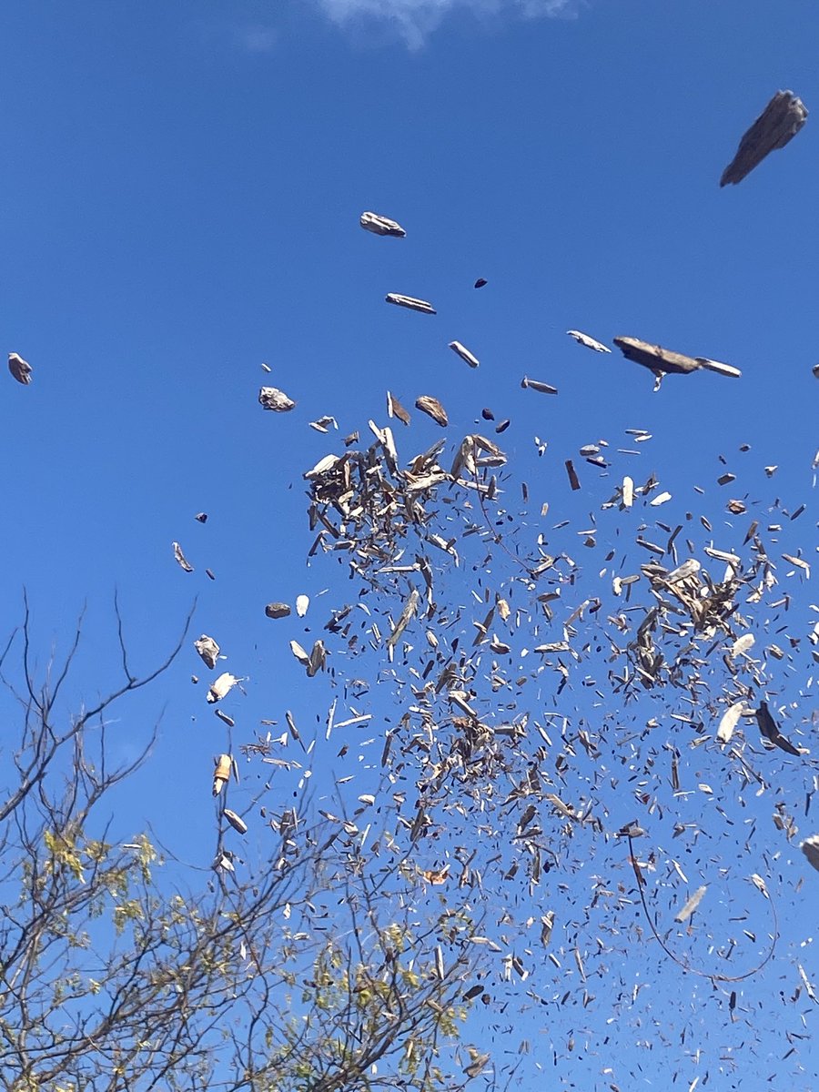 msOBlearning's tweet image. Photography club ⁦@downsviewps⁩ off to a great start today 
photo credits Derin (leaf) and Elias (woodchips)