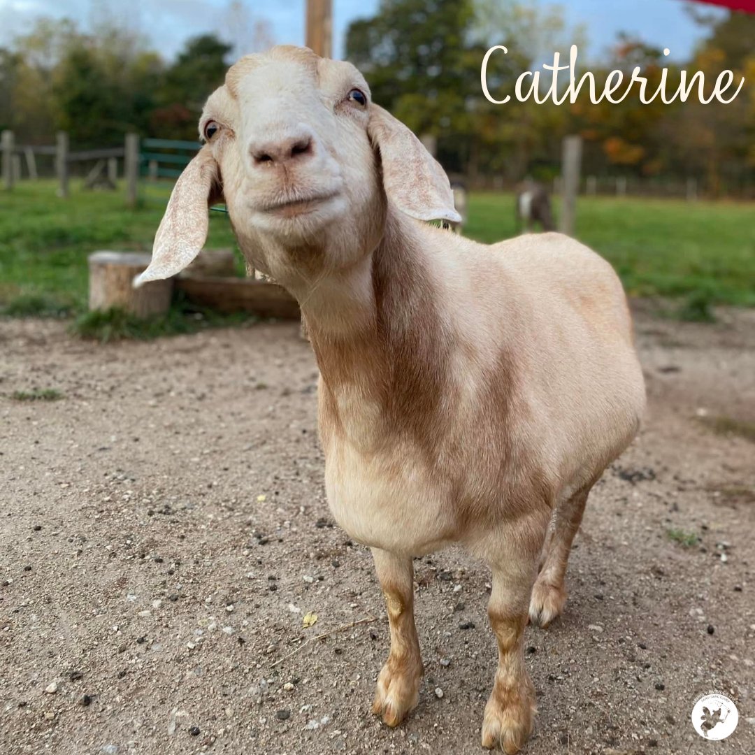 Catherine, her partner William and they 1 month old son George arrived at HEEFS on March 27, 2015. They came from a small farm that had closed. Her fave activities include back scratches & checking on George. Catherine loves sweet apple slices & fresh kale from the garden.