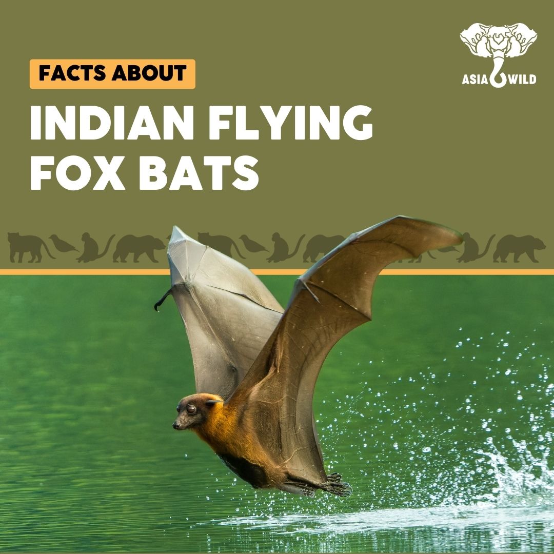 asiawildorg's tweet photo. Bats might seem a little scary 🦇 so we’re sharing some fun Bat facts about the Indian Flying Fox Bat to highlight these unique & fascinating creatures! 🌕
#AsiaWild #IndianFlyingFox #BatAppreciationMonth #BatFacts #FruitEatingBats #Bats #AsianAnimals #WildlifeConservation https://t.co/96cn2mt3kW