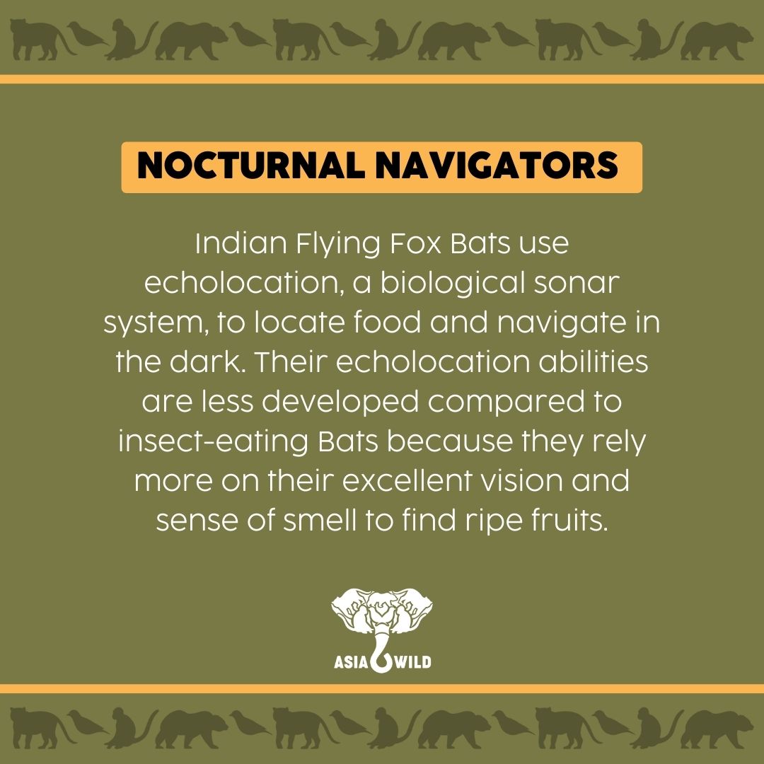 asiawildorg's tweet photo. Bats might seem a little scary 🦇 so we’re sharing some fun Bat facts about the Indian Flying Fox Bat to highlight these unique & fascinating creatures! 🌕
#AsiaWild #IndianFlyingFox #BatAppreciationMonth #BatFacts #FruitEatingBats #Bats #AsianAnimals #WildlifeConservation https://t.co/96cn2mt3kW