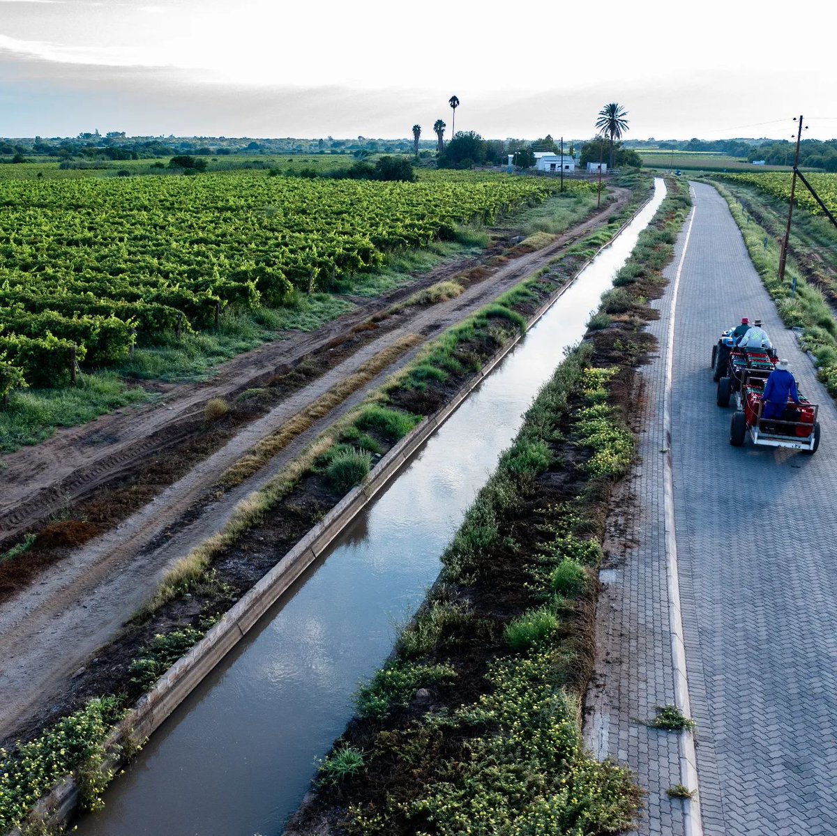 The production of South African Raisins will sustain 30,110 job opportunities, of which just over 16,079 will be for unskilled workers.

#grapegrowers #raisinprocess #driedfruitprocess #sustainability #economy