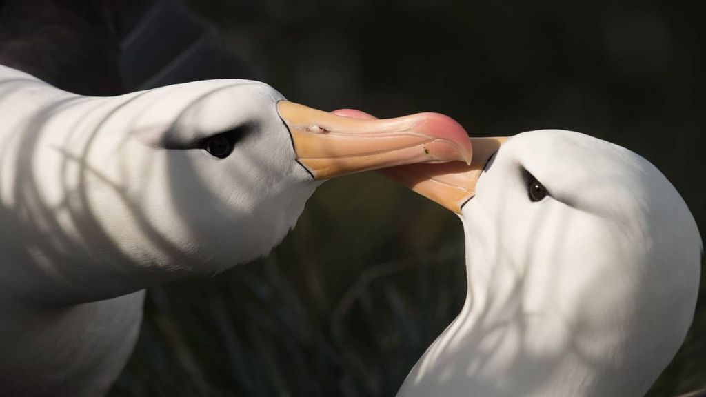 The Black-browed Albatrosses returned to Bird Island for their courtship, nesting, and breeding season. The images capture their dance and beak-touching, giving us a glimpse into this captivating world. 📸: Derren Fox #AlbatrossTaskForce