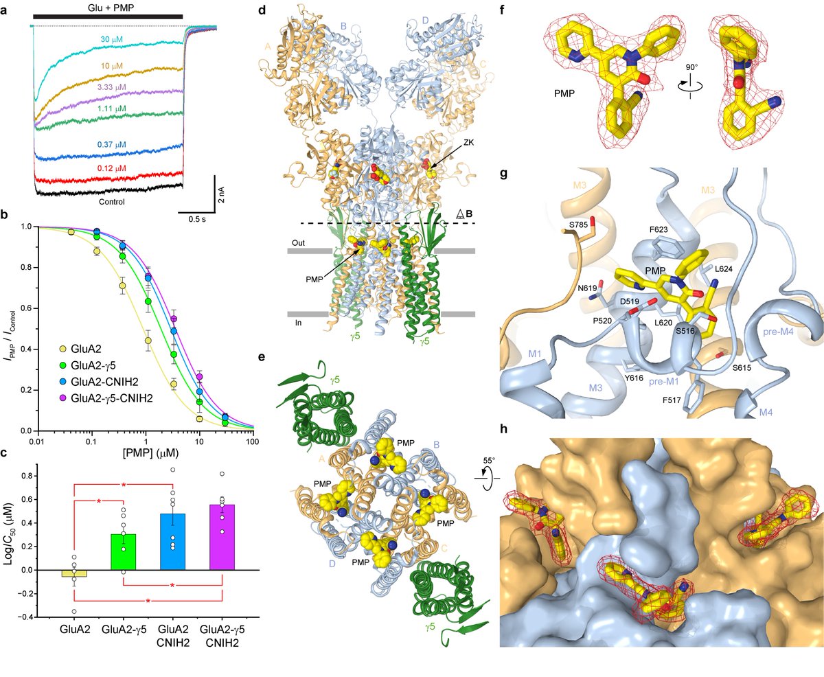 Check out our paper in the new issue of NSMB! Binding of antiepileptic drug Perampanel to complexes of AMPA receptor with auxiliary subunits y5 and CNIH2. Collaboration with Aryeh Korman and Drew Jones (NYU). <a href="/shantigangwar/">Shanti Pal Gangwar</a> <a href="/LauraYen42/">Laura Yen</a> <a href="/MariaKarela3/">Maria Karela</a>
nature.com/articles/s4159…
