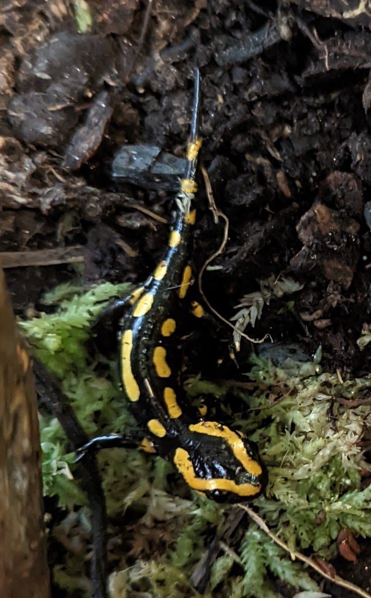 BhamBotanicalGd's tweet image. Did you know we offer educational workshops for schools? Come and meet our new baby #salamanders! 😍 
For enquiries, bookings or more information, visit:  birminghambotanicalgardens.org.uk/education/educ…
#Education #Learning #Geography #Science #Art #AwardWinningEducationProgramme