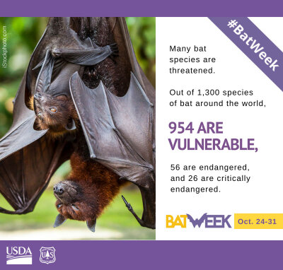 LassenNF's tweet photo. Its #BatWeek!
Bats are in trouble! White-nose syndrome has devastated bat populations since it was first discovered in 2006. Today, WNS kills bats in 33 US states and 7 Canadian provinces. Visit https://t.co/55qrirOIaE to learn more about #Bats, WNS, & how you can be a #BatHero https://t.co/b7DefXGOiY