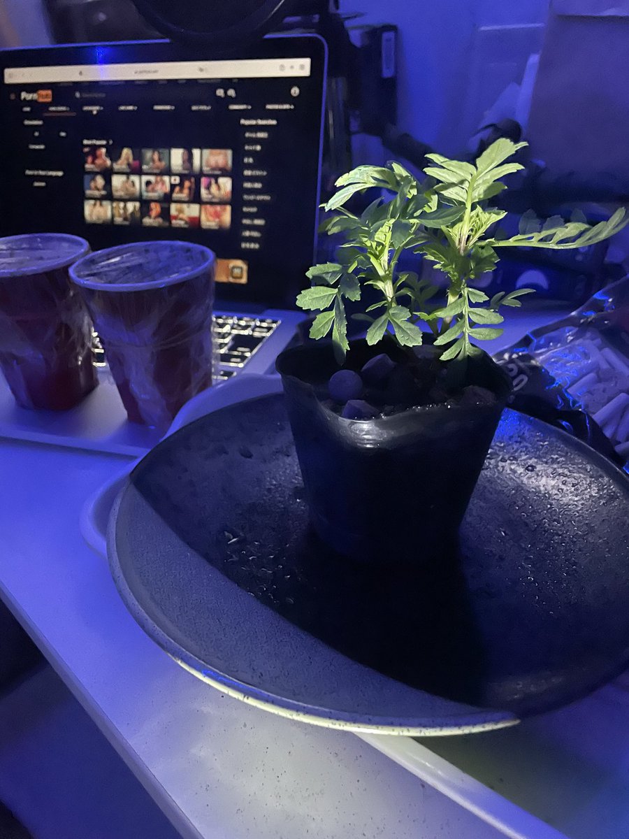 1日目
なんの花でしょうか？
ヒント　むーぎわーらのー
ぼうしのきーみがー、
ま、、
#100日チャレンジ