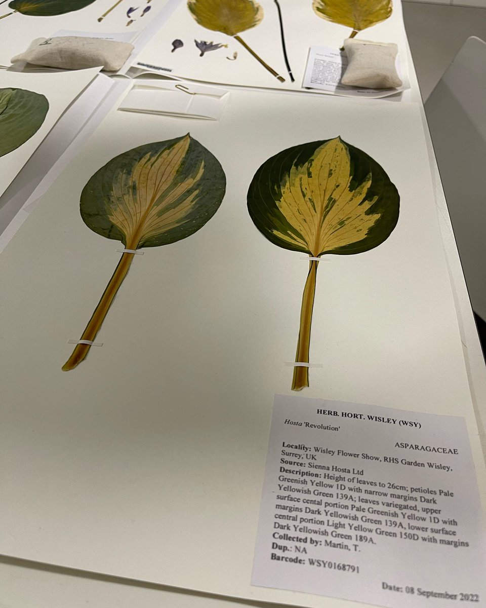 Sienna Hosta (@siennahosta) on Twitter photo Lovely to see our Hosta leaves and flowers becoming part of the incredible <a href="/The_RHS/">The RHS</a> <a href="/RHSWisley/">RHS Garden Wisley</a> Herbarium collection. Thank you to the team there for the tour! 
#hostas #rhs #hosta Lovely to see our Hosta leaves and flowers becoming part of the incredible <a href="/The_RHS/">The RHS</a> <a href="/RHSWisley/">RHS Garden Wisley</a> Herbarium collection. Thank you to the team there for the tour! 
#hostas #rhs #hosta