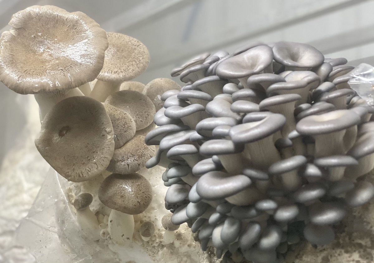 FarmBox_Foods's tweet image. King trumpets and blue oysters in the fruiting room.

#mushrooms #mushroom #mushlove #mycology