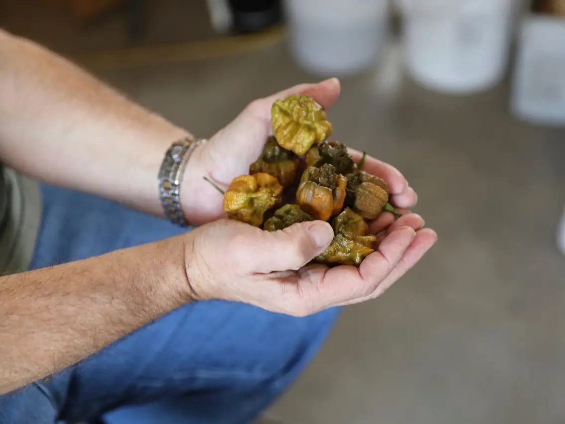 MorningBrew's tweet photo. The world has a new hottest pepper

Anointed by Guinness World Records last week, "Pepper X" comes from the same man who gave us the Carolina Reaper

Scoville heat units:
• Pepper X - 2.69 million
• Bear spray - 2.2 million
• Carolina Reaper - 1.64 million
• Jalapeno - 5,000