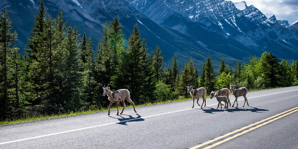 Species 🦌 sometimes go beyond the limits of areas protected by #ParksCanada to access what they need to survive. 🌲

Discover the solutions created with our partners to make #EcologicalConnectivity possible! 🤝 parks.canada.ca/nature/science…

#ParksCanadaConservation