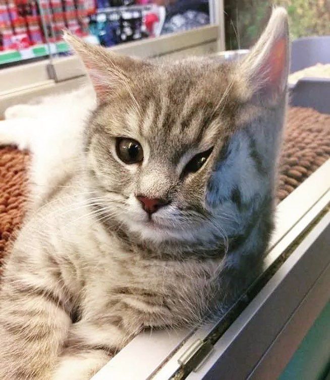 Why you should have a cat tweet media