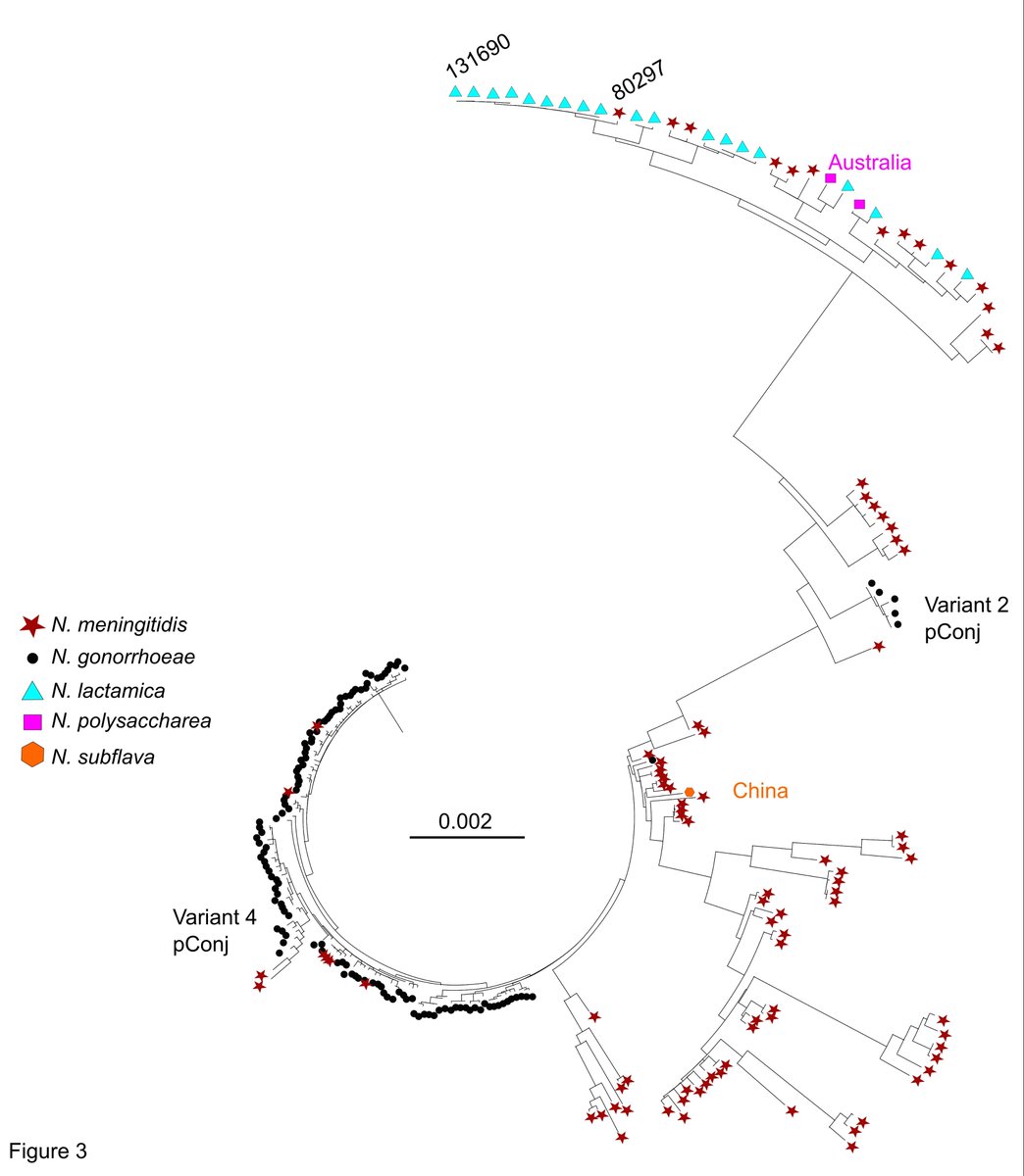 Pathogen exchange! Never thought a Gc AMR plasmid came from N meningitidis. Well done <a href="/wearnxin/">Wearn Xin (Edeline)</a> (in  <a href="/joeBondyDenomy/">Joe Bondy-Denomy</a> lab) <a href="/ana_cehovin/">Ana Cehovin</a> <a href="/TabeaElsener/">Tabea Elsener</a> <a href="/MaidenLab/">Maiden Lab</a>!  
Supporting our societies' journals <a href="/ASMicrobiology/">ASM</a> journals.asm.org/doi/epub/10.11… editor pick