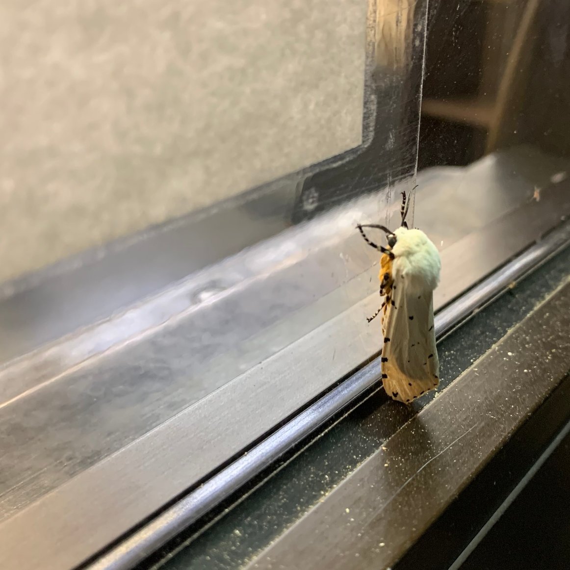 TPWDnews's tweet photo. Is it time for recess yet?
Tag your #TxPollinators pics during the Texas Pollinator BioBlitz happening now --> https://t.co/QFfRunTjz4
#SaveThePollinators
π· Salt Marsh Moth Β© mward6384 https://t.co/WDTYJ8chpy https://t.co/KeYt0LwHid
