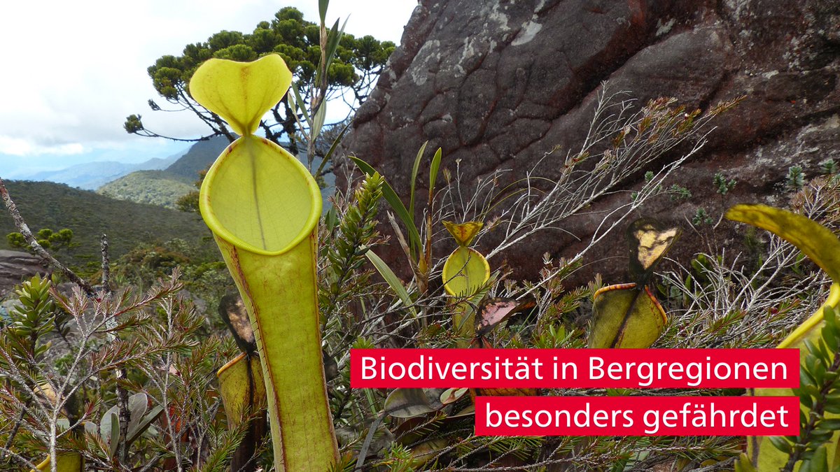 unibern's tweet photo. #Biodiversitätsziele werden oft mit nationalen Berichten überprüft. Forschende der #unibern &amp; @unil betonen aber die Wichtigkeit subnationaler Unterschiede: https://t.co/fxythsMRVe 
#Biodiversität #Gebirgsregionen https://t.co/6PNqgKsDjd