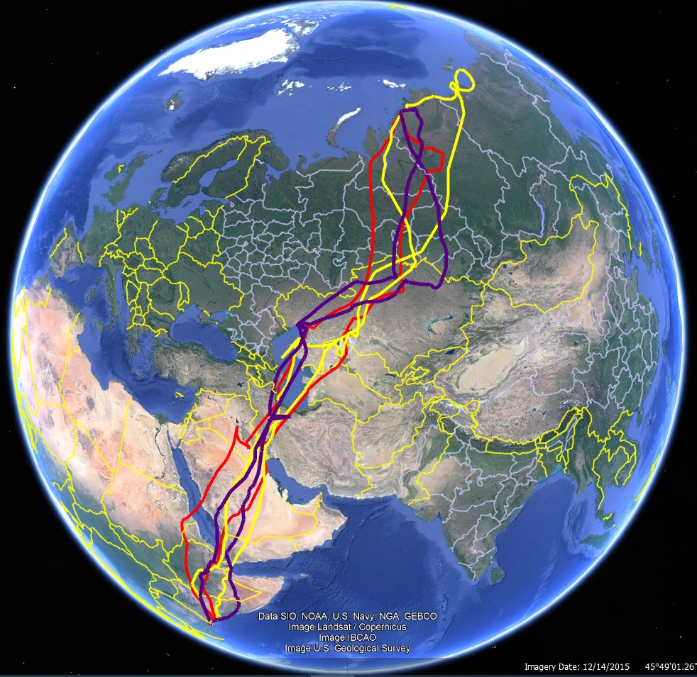 OUTRAGEOUS journeys the tiny #waders make that we see on our beaches! These are tracks of 3 Curlew Sandpipers that have returned with their sat trackers intact and revealing an #incrediblejourney: Morris (red), Poa (yellow) &amp; Mataj (red). #tangawaders #Migration #birds #awesome