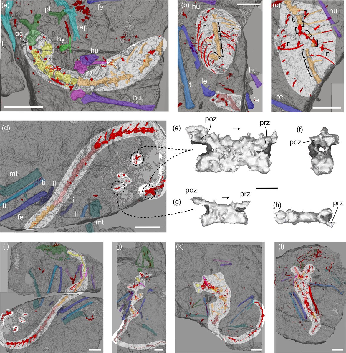 New microCT data on enigmatic Scleromochlus taylori reveal its anatomy &amp; early diverging position within Pterosauromorpha &amp; add important information on pterosaur origins, the 1st group of vertebrates to evolve powered flight. @davfof et al
anatomypubs.onlinelibrary.wiley.com/doi/10.1002/ar…
#FossilFriday