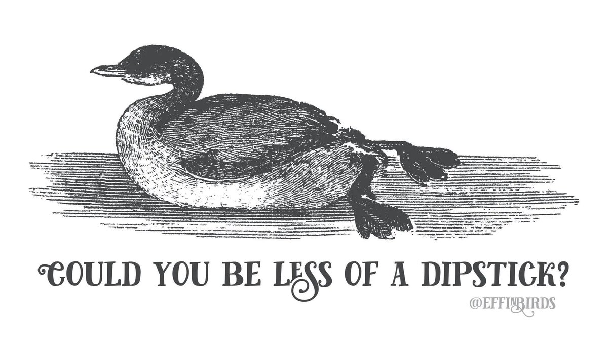 Effin' Birds (@effinbirds) on Twitter photo 