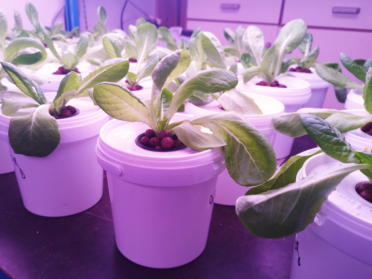 🤔Can #biostimulants from #macroalgae prevent salt stress in #hydroponic lettuce?

@chopdarush will test this with his new experiment! 

While you wait for the results, check out what the other researchers in @AgrefineI are investigating: agrefine.eu

@ResearchUGent