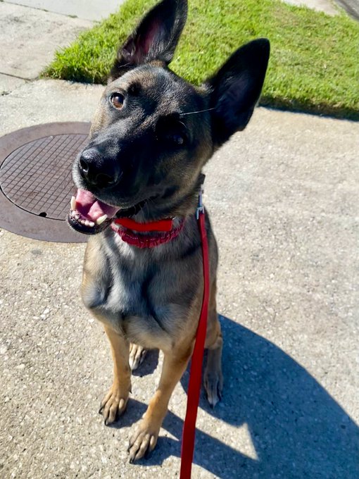 Statistics support the notion that having a large dog will make people think twice about attacking you