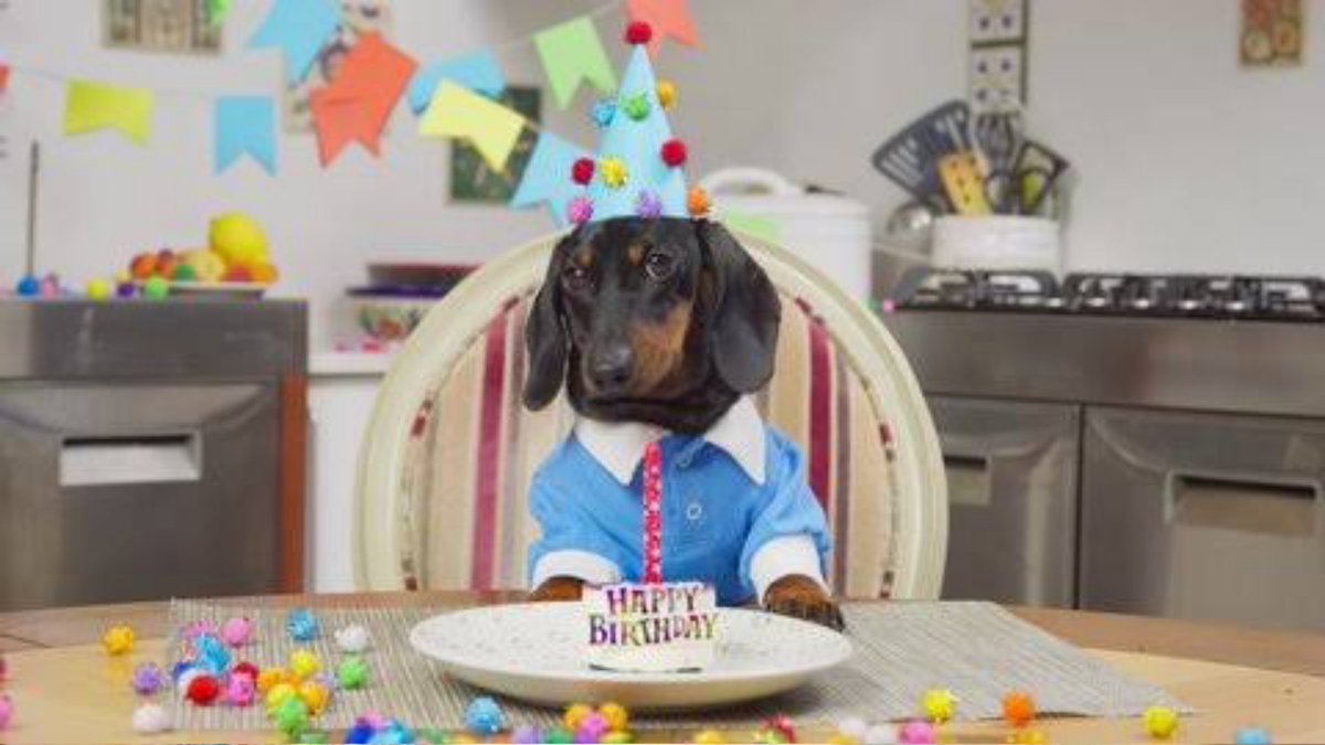 dachshunddsweet's tweet photo. Happy birthday my Queen 🎂🍼😘
#dachshund #dachshund #jjk239 #hospital #doxi #brithday #today #todaybestphoto https://t.co/1FehE4mHKI