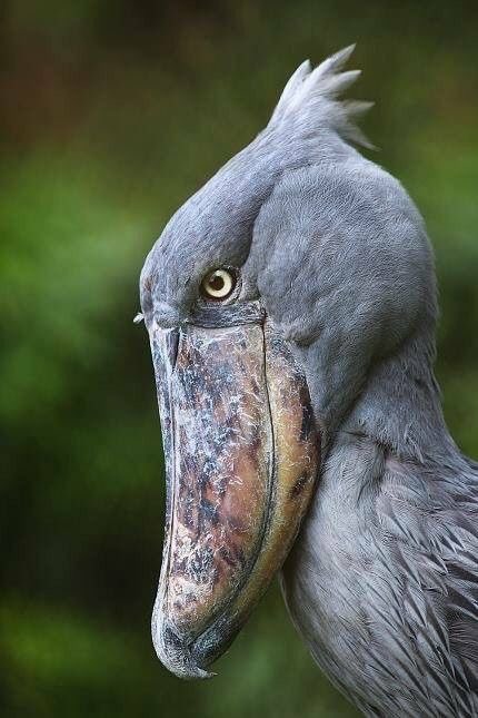 DailyShoebills's tweet photo. The intelligence in these eyes 😍 Shoebills rarely blink, giving them an intense gaze. https://t.co/V67ORuUypi