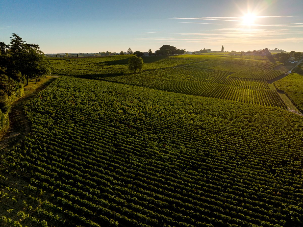 Les vignes d'Angelus se reposent, après nous avoir récompensés de leurs plus beaux fruits. Un grand merci à nos vignerons, vendangeurs et vinificateurs, que ce millésime a mis à rude épreuve. Les premiers jus de ce millésime 2023 sont pleins de promesses !