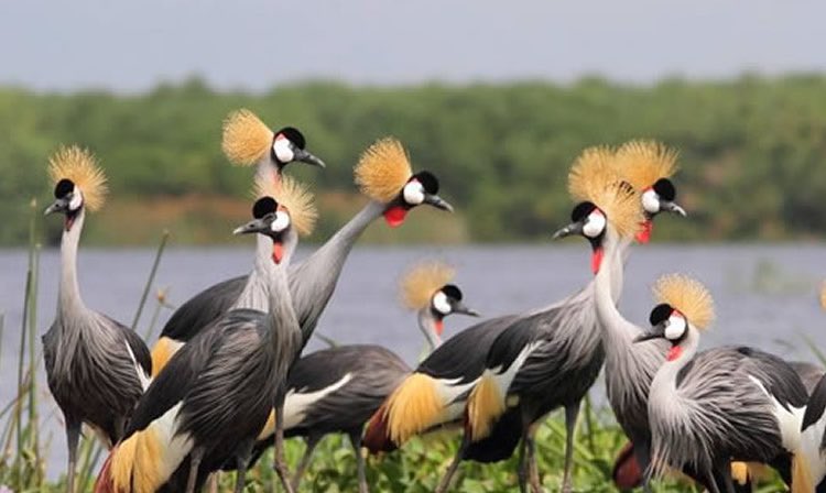 Explore__Uganda's tweet photo. Wildlife at Queen Elizabeth National Park . What a beauty that Uganda boosts of. #ExploreUganda https://t.co/m4M8c1nsd5