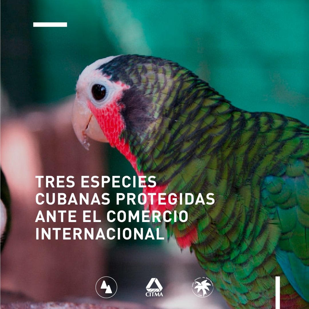 [1/3] ¡La naturaleza cubana es impresionante! El archipiélago alberga más de 19 600 especies de animales y 6 500 de plantas. Varios de esos representantes de su rica biodiversidad se encuentran protegidos por regulaciones tanto nacionales como de alcance global. #Hilo