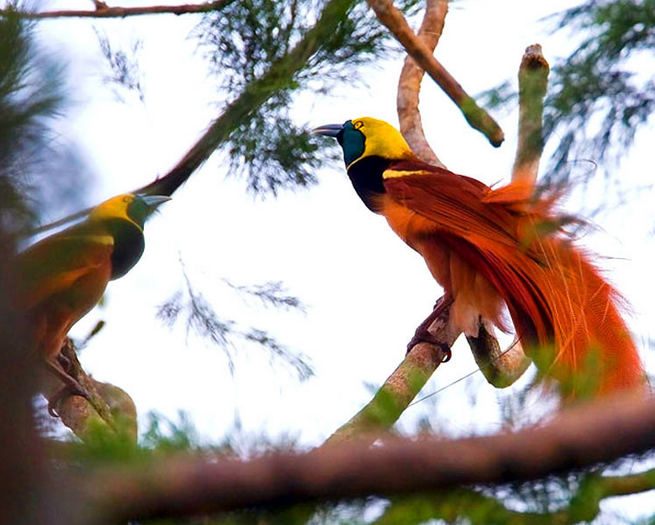 🤔🤔🤔🤔 #Naruto #InoYamanaka #BORUTO