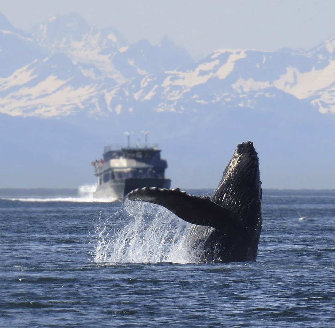 Do you want to view whales in
ALASKA? Happy #NationalAlaskaDay to our
friends living or traveling in Alaska.

#travelbetter #alaska #hiking #rowing #fishing #adventure #adventurer #nationalparks