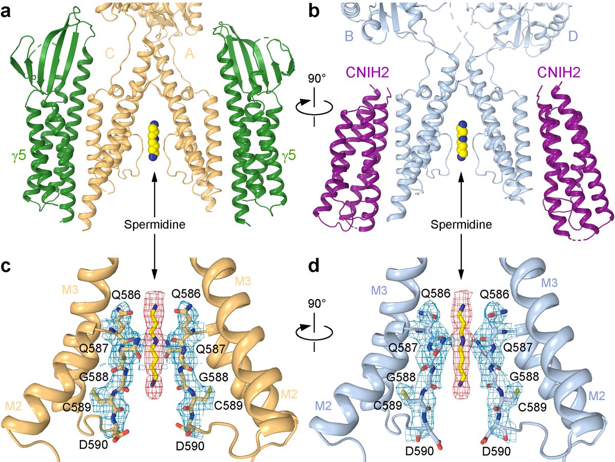 First time polyamine is visualized in the pore of ionotropic glutamate receptor (iGluR). Structures of AMPA receptor complexes with auxiliary subunits y5 and CNIH2. Collaboration with A. Korman and D. Jones (NYU). <a href="/shantigangwar/">Shanti Pal Gangwar</a> <a href="/LauraYen42/">Laura Yen</a> <a href="/MariaKarela3/">Maria Karela</a>
nature.com/articles/s4159…