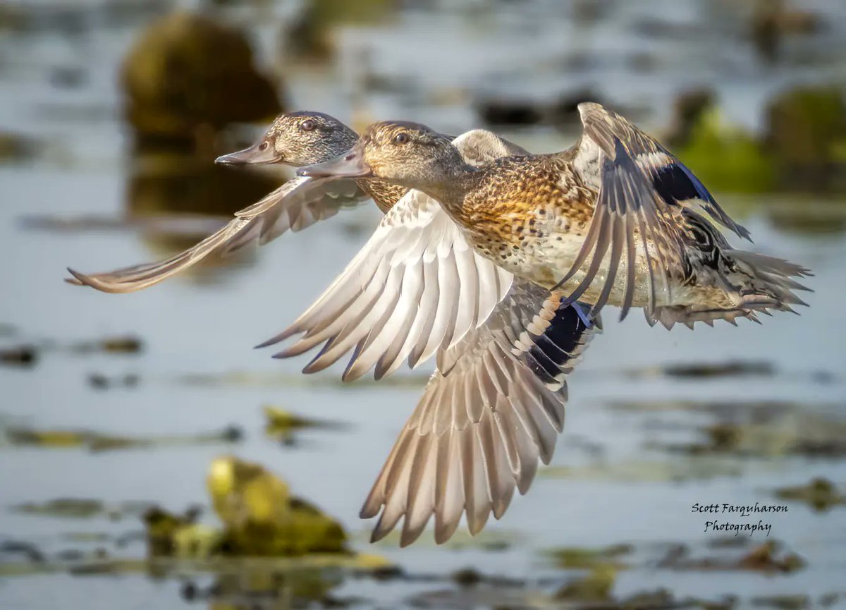 Green-winged Teals! Scottfa.picfair.com #birds #bird #birdwatching #birdphotography #nature #BirdsOfTwitter #wildlife #wildlifephotography #BirdsSeenIn2023 #wildlifephotograph #NaturePhotography #Twitter #TwitterNatureCommunity #birdphotography