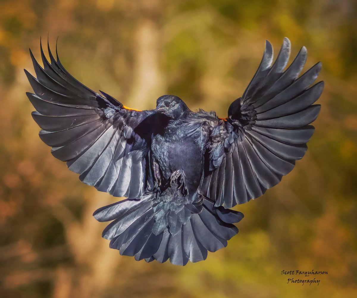 Red-Winged Blackbird! Scottfa.picfair.com #birds #bird #birdwatching #birdphotography #nature #BirdsOfTwitter #wildlife #wildlifephotography #BirdsSeenIn2023 #wildlifephotograph #NaturePhotography #Twitter #TwitterNatureCommunity #birdphotography