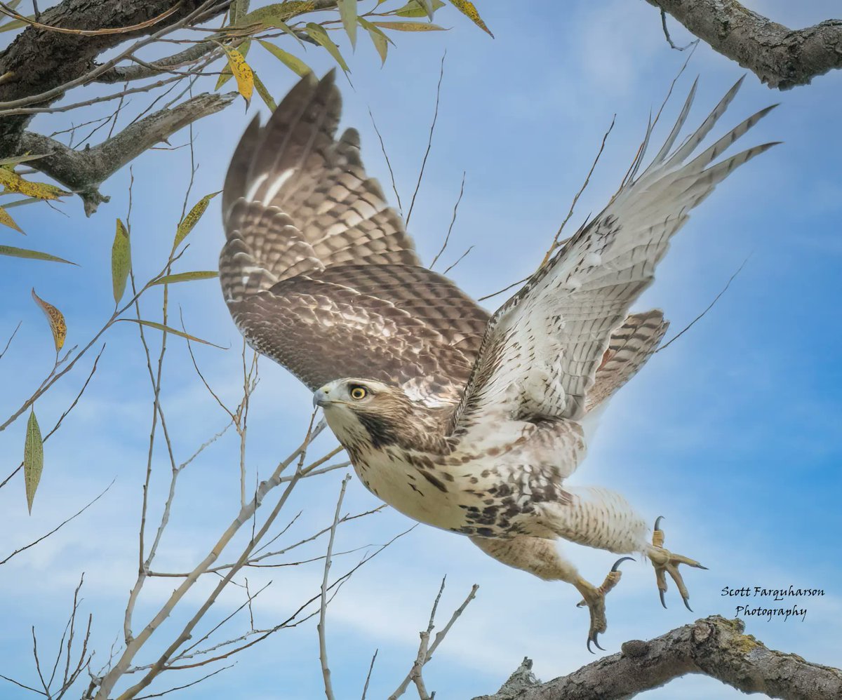 Red-tailed hawk! 
Scottfa.picfair.com

#birds #bird #birdwatching #birdphotography  #nature #BirdsOfTwitter #wildlife #wildlifephotography #BirdsSeenIn2023  #wildlifephotograph #NaturePhotography #Twitter #TwitterNatureCommunity #birdphotography