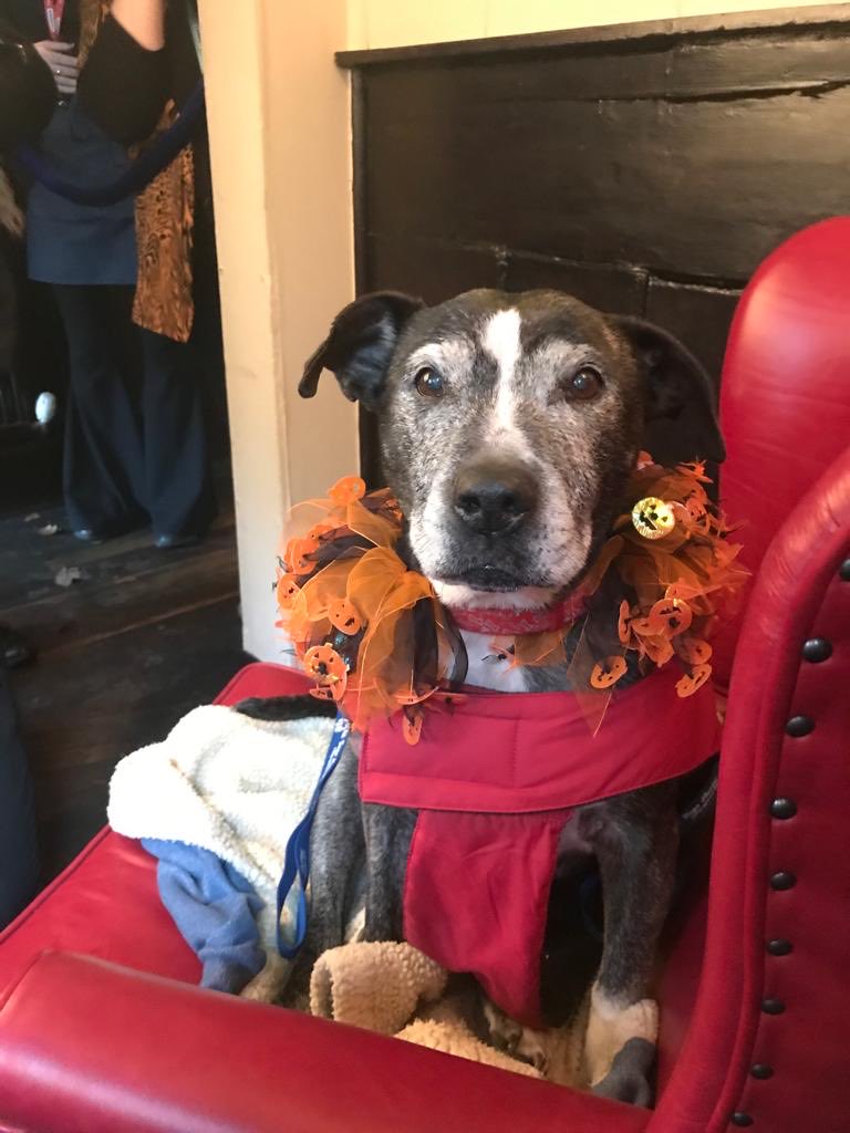 AllDogsMatter's tweet photo. Just over a week to our Halloween 🎃 dog walk at the ⁦@TheSpaniardsInn⁩ on   Sun 29th Oct . Remember it’s witching hour and the clocks change that pm so we’ll see you all at 11.00am ⁦@DogsLoveHownd⁩ ⁦@muthapuppa⁩  £5 p.Witch 🧙‍♀️ 🐾 https://t.co/3aXjrK4sXX