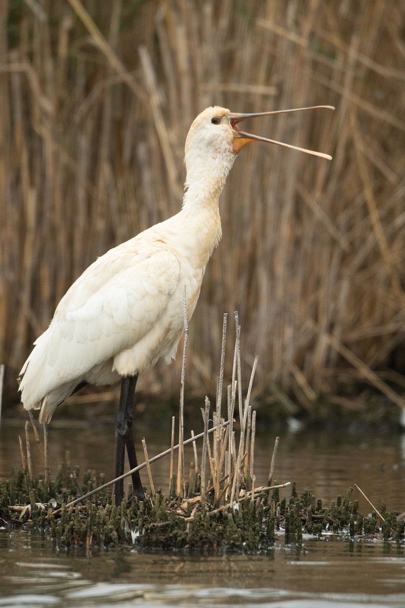 Charlie Wheeler Photography (@cwphoto11) on Twitter photo The very obliging Spoonbill still present today at <a href="/DorsetSwannery/">Abbotsbury Swannery</a>. <a href="/SwannerySteve/">Steve Groves</a> <a href="/DorsetBirdClub/">Dorset Bird Club</a> The very obliging Spoonbill still present today at <a href="/DorsetSwannery/">Abbotsbury Swannery</a>. <a href="/SwannerySteve/">Steve Groves</a> <a href="/DorsetBirdClub/">Dorset Bird Club</a>