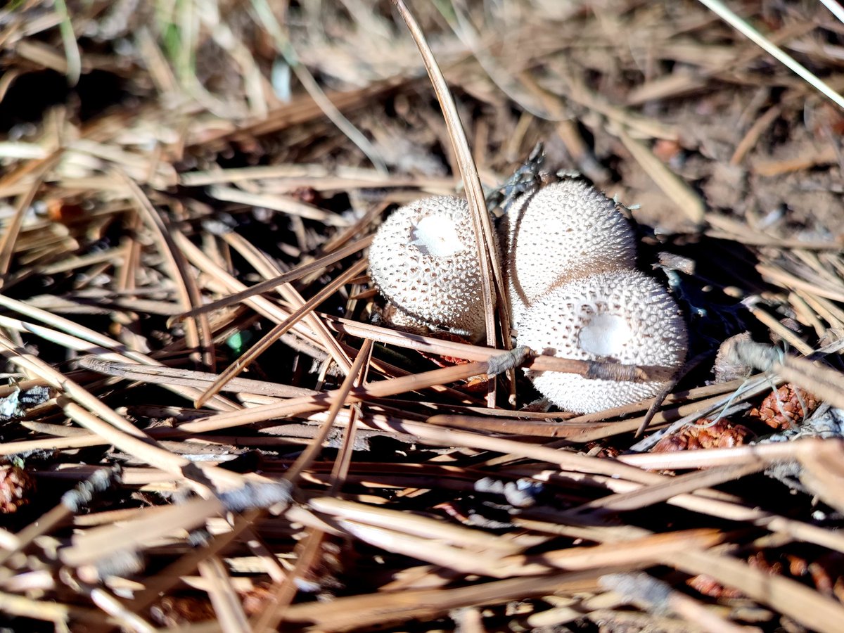 EfiVaroucha's tweet photo. Common puffball 
📍 Northern Greece

#Mushroom #CommonPuffball #MushroomTwitter #Fungi #Lycoperdon #LycoperdonPerlatum #Nature #NaturePhotography #MushroomHunting https://t.co/MsDBRqhJXL