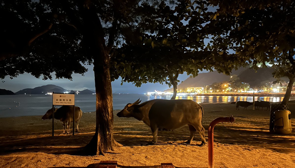 debottam1991's tweet image. If you are a German undergraduate student, then check out our offer (HK-BI_BI-5996: Personality and territoriality in Hong Kong feral buffalo) for a @DAAD_Germany RISE Worldwide #paidinternship in 2024 summer [Link: daad.de/rise/en/rise-w…] With me, @AMCELL &amp;amp; @kate_flay